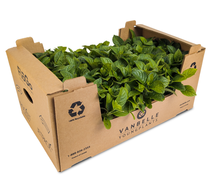 flogo box with hydrangea liners