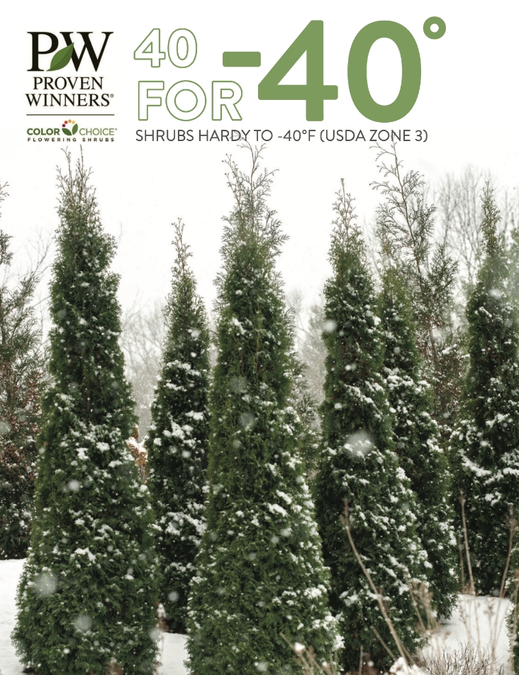 proven winners hardy shrubs